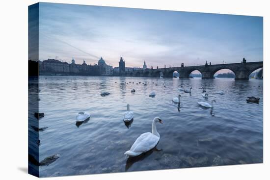 White swans on the Vltava River and the historical Charles Bridge at sunrise, UNESCO World Heritage-Roberto Moiola-Premier Image Canvas