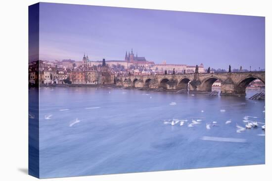 White swans on the Vltava River and the historical Charles Bridge at sunrise, UNESCO World Heritage-Roberto Moiola-Premier Image Canvas