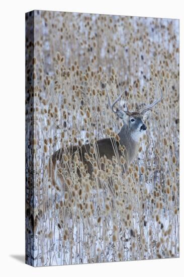 White-tail deer buck camouflaged in the thistle patch-Ken Archer-Premier Image Canvas