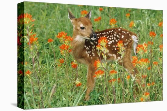 White-Tail Deer Fawn in Orange Paintbrush Wild-null-Premier Image Canvas