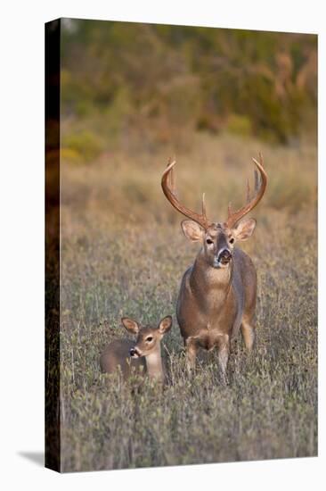 White-Tailed Deer Buck and Fawn in Field, Texas, USA-Larry Ditto-Premier Image Canvas