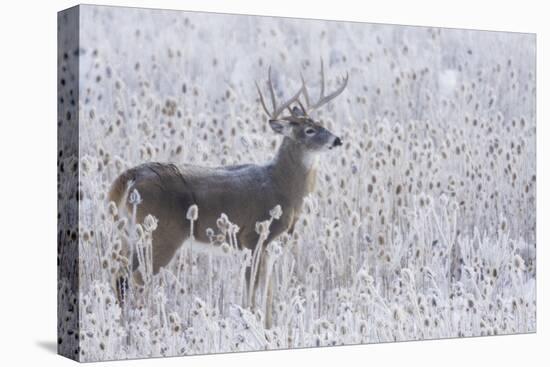 White-tailed deer buck frosty winter morning.-Ken Archer-Premier Image Canvas