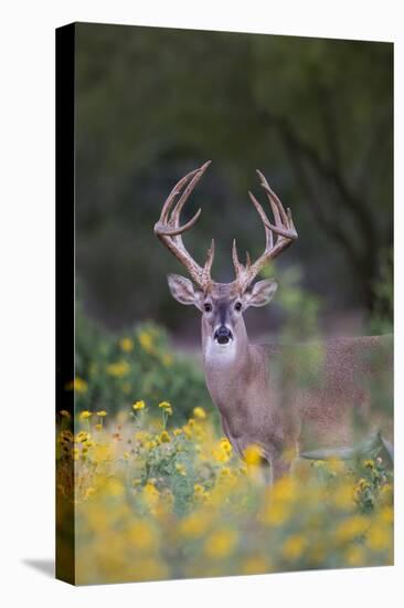 White-tailed Deer buck in early autumn wildflowers-Larry Ditto-Premier Image Canvas