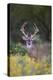 White-tailed Deer buck in early autumn wildflowers-Larry Ditto-Premier Image Canvas