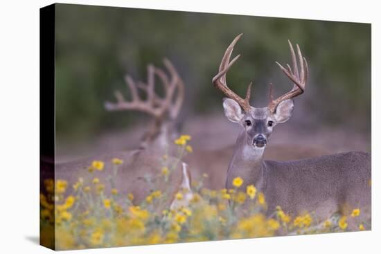 White-tailed Deer buck in early autumn wildflowers-Larry Ditto-Premier Image Canvas