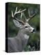 White-tailed Deer, Buck, Washington, USA-Art Wolfe-Premier Image Canvas