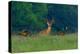 White-Tailed Deer Buck with Rio Grande Wild Turkeys-null-Premier Image Canvas