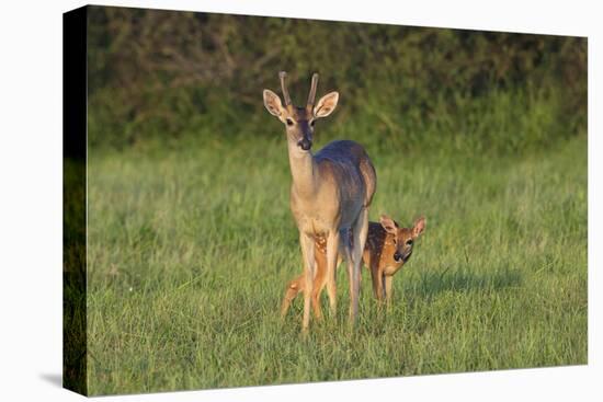 White-tailed Deer (Colinus virginianus) in grassy habitat-Larry Ditto-Premier Image Canvas