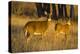 White-Tailed Deer Doe and Fawn-Larry Ditto-Premier Image Canvas