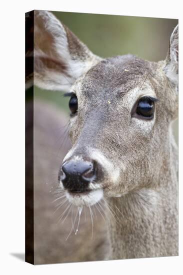 White-Tailed Deer Doe Drinking Water Starr, Texas, Usa-Richard ans Susan Day-Premier Image Canvas