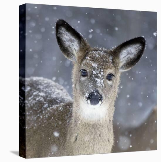 White-Tailed Deer Doe in Snow-null-Premier Image Canvas