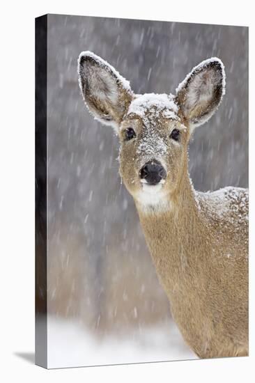 White-Tailed Deer Doe in Winter Snow-null-Premier Image Canvas