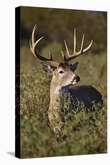 White-tailed Deer dominant male-Larry Ditto-Premier Image Canvas