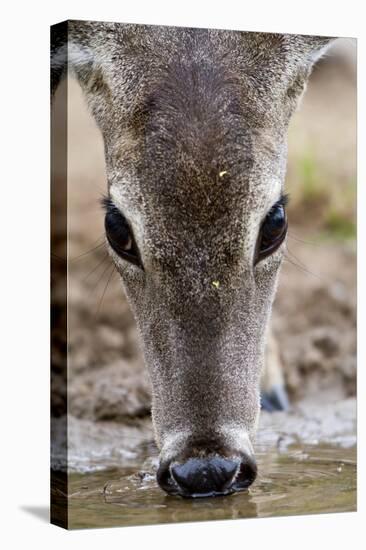 White-Tailed Deer Drinking Water Starr Co., Tx-Richard ans Susan Day-Premier Image Canvas