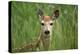 White-Tailed Deer Fawn in Tall Grass, National Bison Range, Montana, Usa-John Barger-Premier Image Canvas