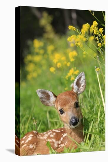 White-Tailed Deer Fawn-null-Premier Image Canvas