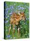 White-Tailed Deer Fawn-null-Premier Image Canvas