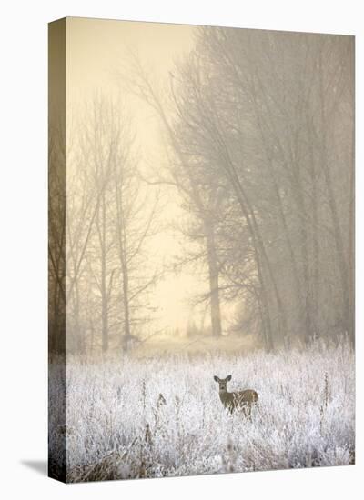 White-tailed Deer in Fog-Jason Savage-Stretched Canvas