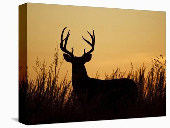 White-Tailed Deer in Grassland, Texas, USA-Larry Ditto-Premier Image Canvas