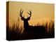 White-Tailed Deer in Grassland, Texas, USA-Larry Ditto-Premier Image Canvas