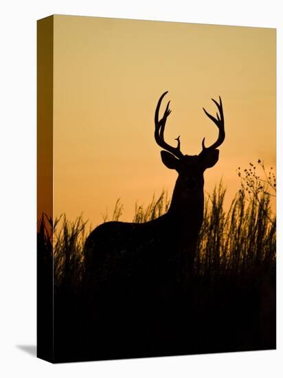 White-Tailed Deer in Grassland, Texas, USA-Larry Ditto-Premier Image Canvas
