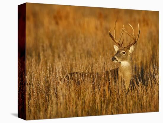 White-Tailed Deer in Grassland, Texas, USA-Larry Ditto-Premier Image Canvas