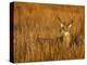 White-Tailed Deer in Grassland, Texas, USA-Larry Ditto-Premier Image Canvas