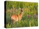 White-Tailed Deer in Wildflowers and Tall Grass, Oklahoma, USA-Larry Ditto-Premier Image Canvas