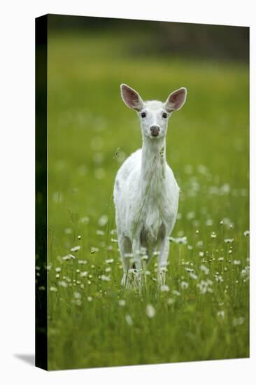 White-tailed deer, leucistic white doe, New York, USA-John Cancalosi-Premier Image Canvas
