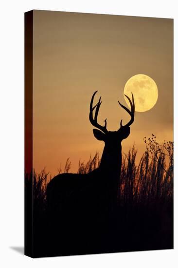 White-Tailed Deer (Odocoileus Virginianus) at Harvest Moon, Texas, USA-Larry Ditto-Premier Image Canvas