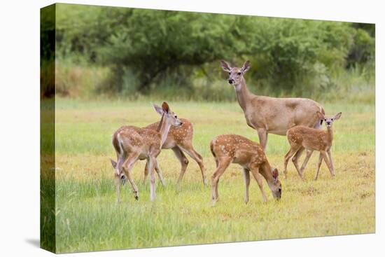 White-Tailed Deer (Odocoileus Virginianus) Doe with Fawns, Texas, USA-Larry Ditto-Premier Image Canvas