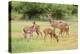 White-Tailed Deer (Odocoileus Virginianus) Doe with Fawns, Texas, USA-Larry Ditto-Premier Image Canvas