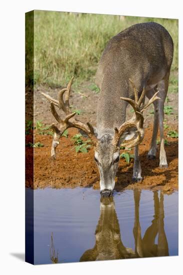 White-tailed Deer (Odocoileus virginianus) drinking-Larry Ditto-Premier Image Canvas