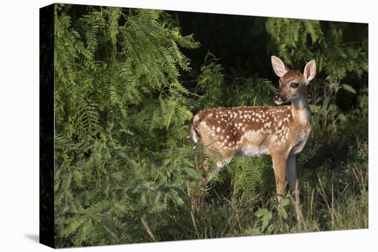 White-tailed deer (Odocoileus virginianus) fawns resting in cover.-Larry Ditto-Premier Image Canvas