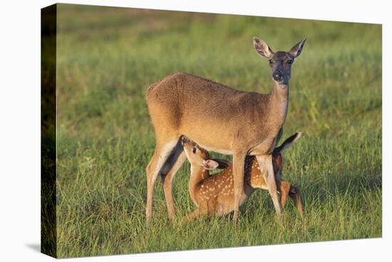 White-tailed Deer (Odocoileus virginianus) female with young-Larry Ditto-Premier Image Canvas