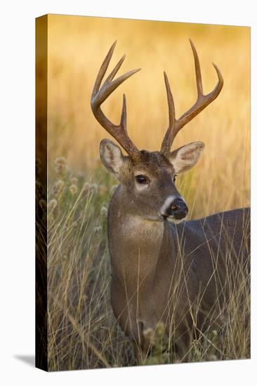 White-Tailed Deer (Odocoileus Virginianus) Male in Habitat, Texas, USA-Larry Ditto-Premier Image Canvas