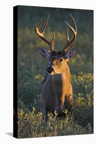 White-Tailed Deer (Odocoileus Virginianus) Male in Habitat, Texas, USA-Larry Ditto-Premier Image Canvas