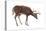 White-Tailed Deer (Odocoileus Virginianus), Mammals-Encyclopaedia Britannica-Stretched Canvas
