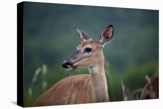 White-Tailed Deer, Skyline Drive, Shenandoah National Park, Virginia-Paul Souders-Premier Image Canvas