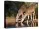 White-Tailed Deer, Texas, USA-Larry Ditto-Premier Image Canvas