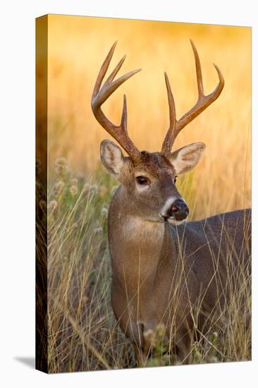 White-tailed Deer, Texas-Larry Ditto-Stretched Canvas