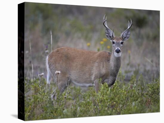 White-Tailed Deer (Whitetail Deer) (Virginia Deer) (Odocoileus Virginianus) Buck-James Hager-Premier Image Canvas