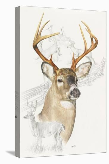 White Tailed Deer-Barbara Keith-Premier Image Canvas