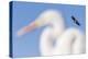 White-Tailed Eagle (Haliaeetus Albicilla) Flying-Bence Mate-Premier Image Canvas
