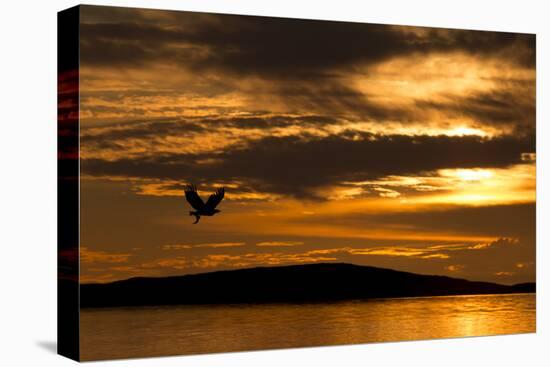 White-Tailed Eagle (Haliaeetus Albicilla) in Flight at Sunset, Norway, August-Danny Green-Premier Image Canvas