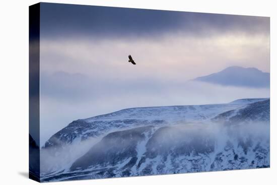 White-Tailed Eagle (Haliaeetus Albicilla) in Flight over Mountain Landscape at Dusk-Ben Hall-Premier Image Canvas