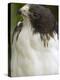 White-Tailed Hawk, Anton El Valle, Panama-William Sutton-Premier Image Canvas