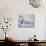 White-Tailed Jackrabbit-Shlomo Waldmann-Stretched Canvas displayed on a wall