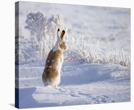 White-Tailed Jackrabbit-Shlomo Waldmann-Stretched Canvas