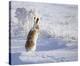 White-Tailed Jackrabbit-Shlomo Waldmann-Stretched Canvas